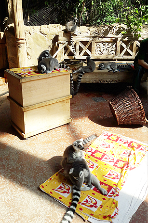 Besuch in Hagenbecks Tropen-Aquarium