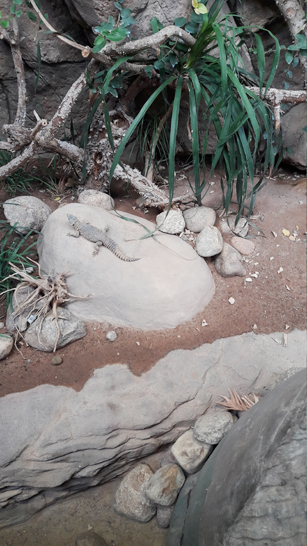 Besuch in Hagenbecks Tropen-Aquarium