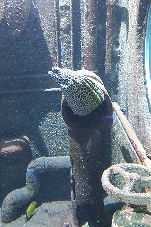 Besuch in Hagenbecks Tropen-Aquarium