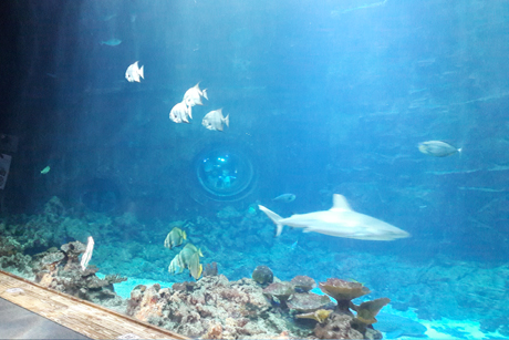 Besuch in Hagenbecks Tropen-Aquarium