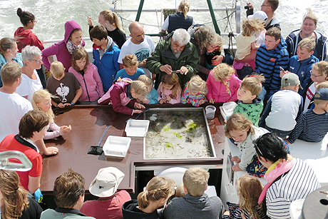 Ein Sommertag auf Pellworm