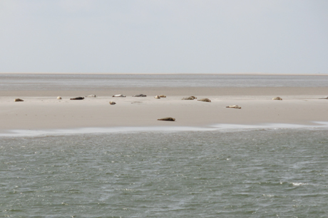 Ein Sommertag auf Pellworm