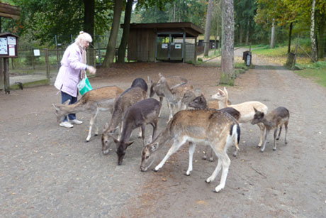 Wildpark Lüneburger Heide und Baumwipfelpfad