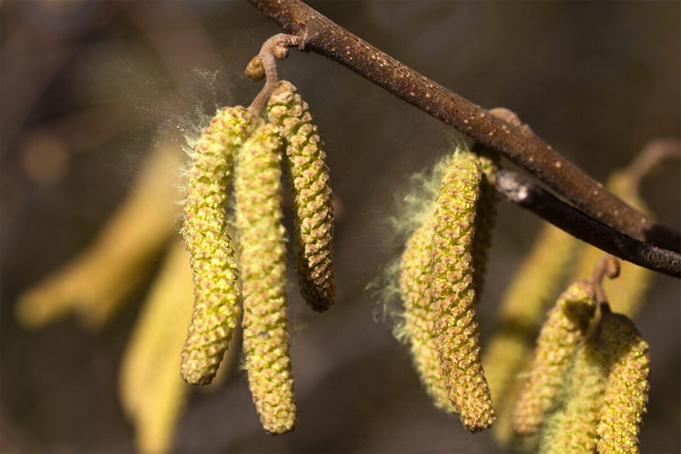 Allergieimpfung gegen Heuschnupfen