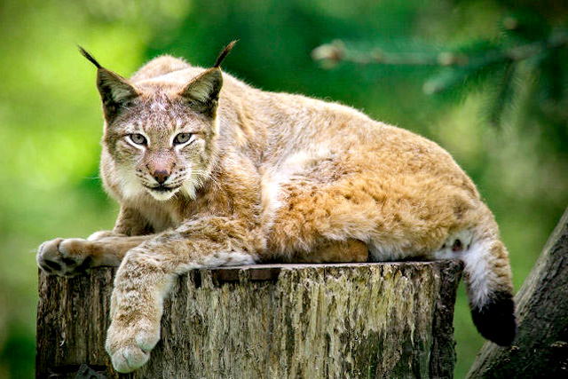 Wildpark Schwarze Berge