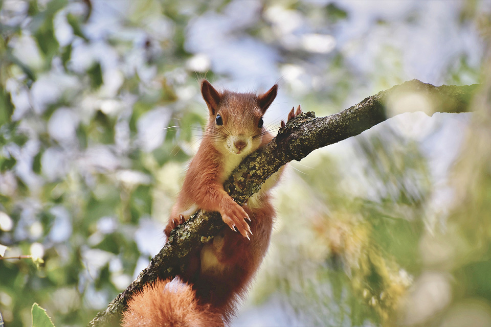 Nature Writing - eine neue gr&uuml;ne Literatur?