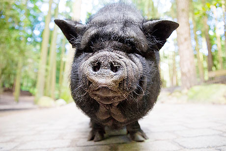 Wildpark Schwarze Berge