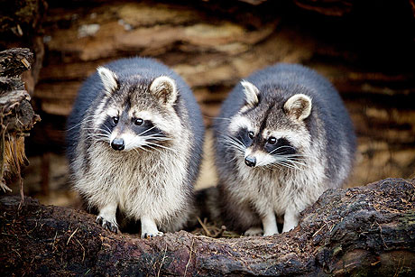 Wildpark Schwarze Berge