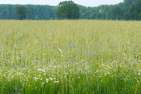 &Ouml;kolandbau in Hamburg