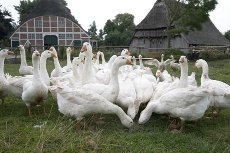 &Ouml;kolandbau in Hamburg