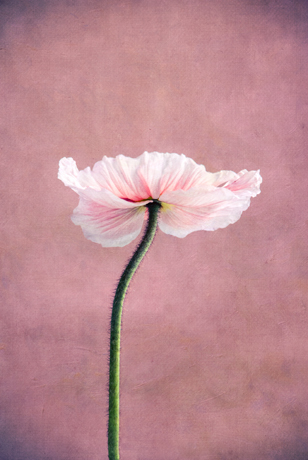 Außergewöhnliche zeitgenössische Künstler