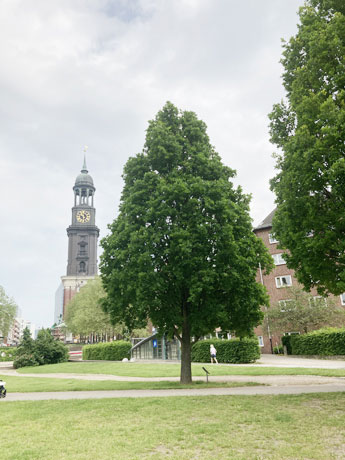 Unseren B&auml;umen geht es nicht gut