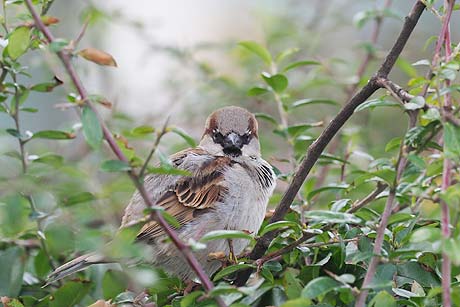 Rote Liste Brutv&ouml;gel