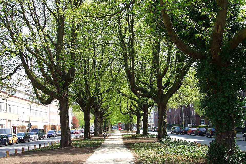 Positiver Trend bei Nachpflanzungen verstetigt sich