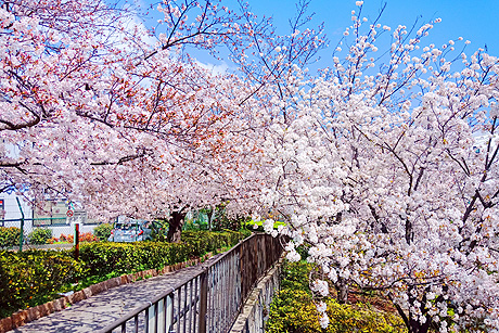 Während Sakura, der Kirschblüte, wirkt die Stadt magisch
