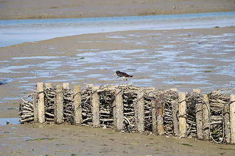 Die Marschinsel Pellworm