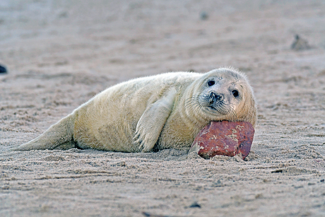 Die Marschinsel Pellworm