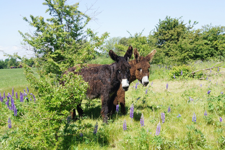 Urlaub im hohen Norden Schleswig-Holstein